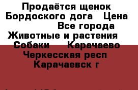 Продаётся щенок Бордоского дога › Цена ­ 37 000 - Все города Животные и растения » Собаки   . Карачаево-Черкесская респ.,Карачаевск г.